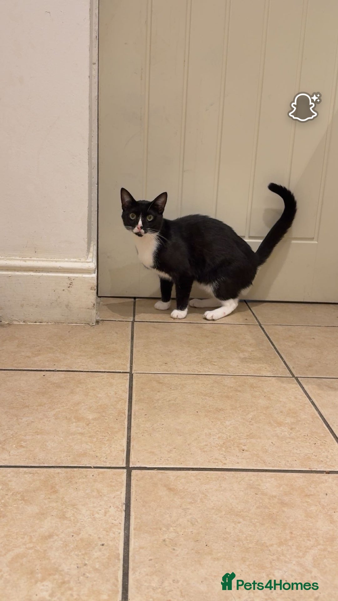 Domestic Shorthair cats for sale: 2 male  1year old cats ******  - Image 6
