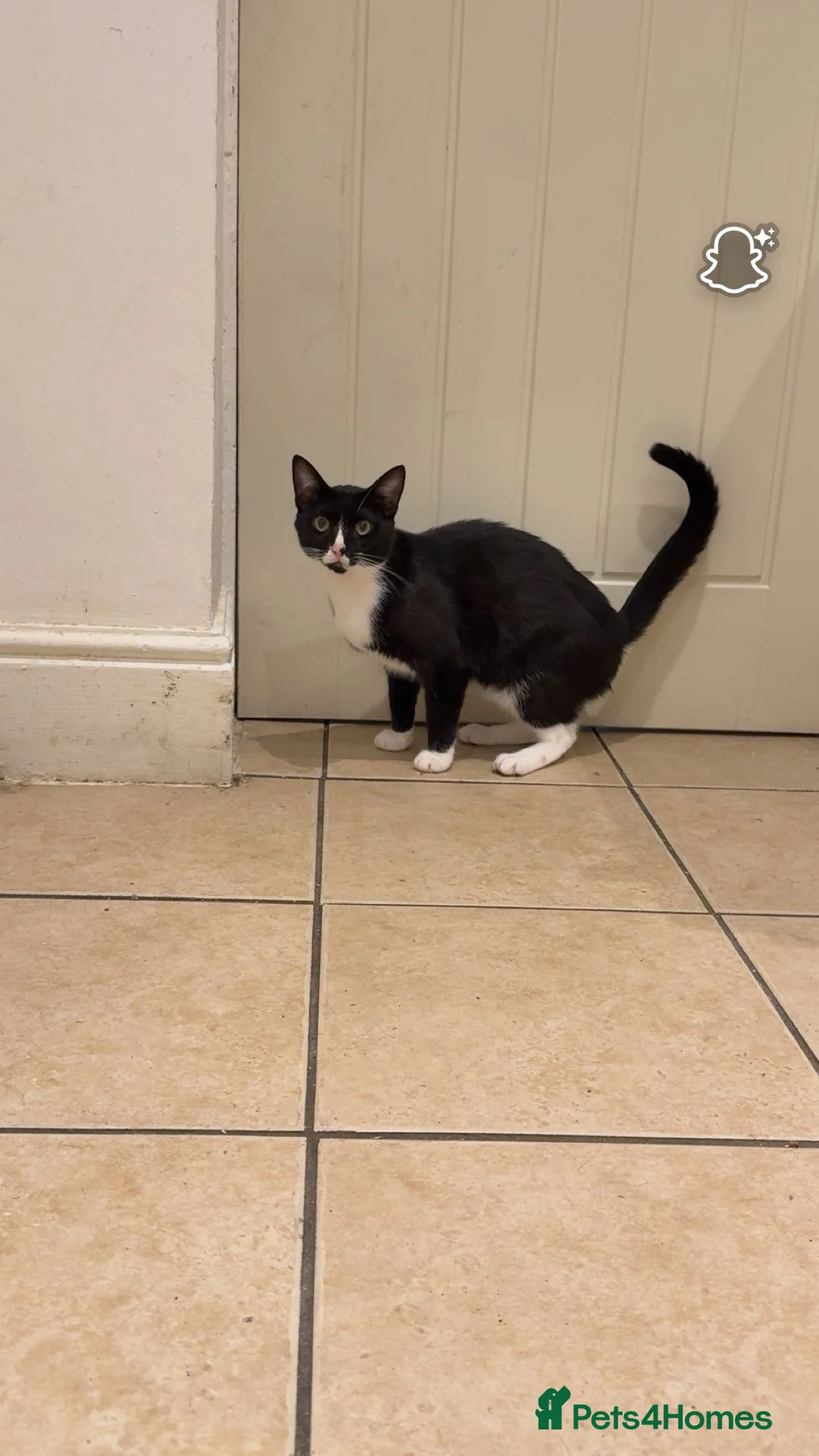 Domestic Shorthair cats for sale: 2 male  1year old cats ******  - Advert 6