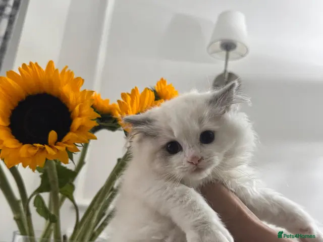 Ragdoll cats Chunky fluffy babies Available. - Advert 6