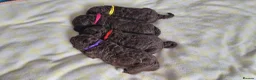 Lagotto Romagnolo dogs for sale: LAGOTTO ROMAGNOLO – EXPECTED KC REGISTERED LITTER - Advert 5