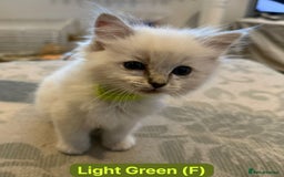 Ragdoll cats for sale: GCCF Championship Line Ragdolls - Image 10