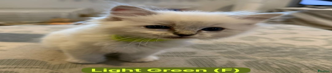 Light Green Collar Girl