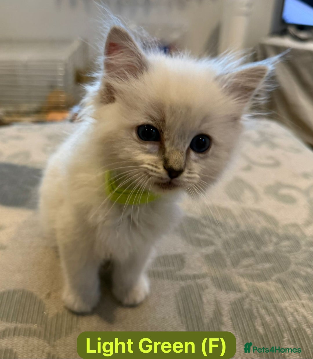 Ragdoll cats for sale: GCCF Championship Line Ragdolls - Image 10