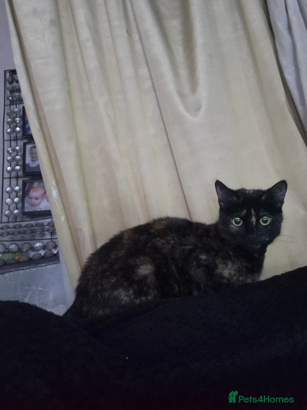 Mixed Breed cats for sale: Stunning 11 week old Tuxedo Male Kitten - Advert 8