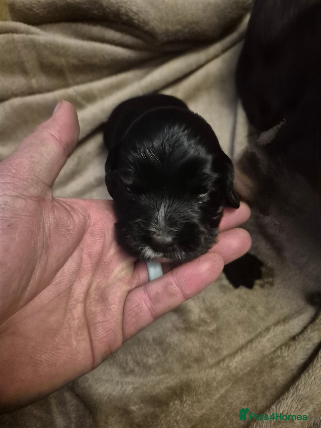 Cocker Spaniel dogs for sale: Cocker spaniel puppies - Advert 7