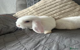 Mini Lop rabbits for sale: BEW Mini Lop Bucks for sale.  - Image 6
