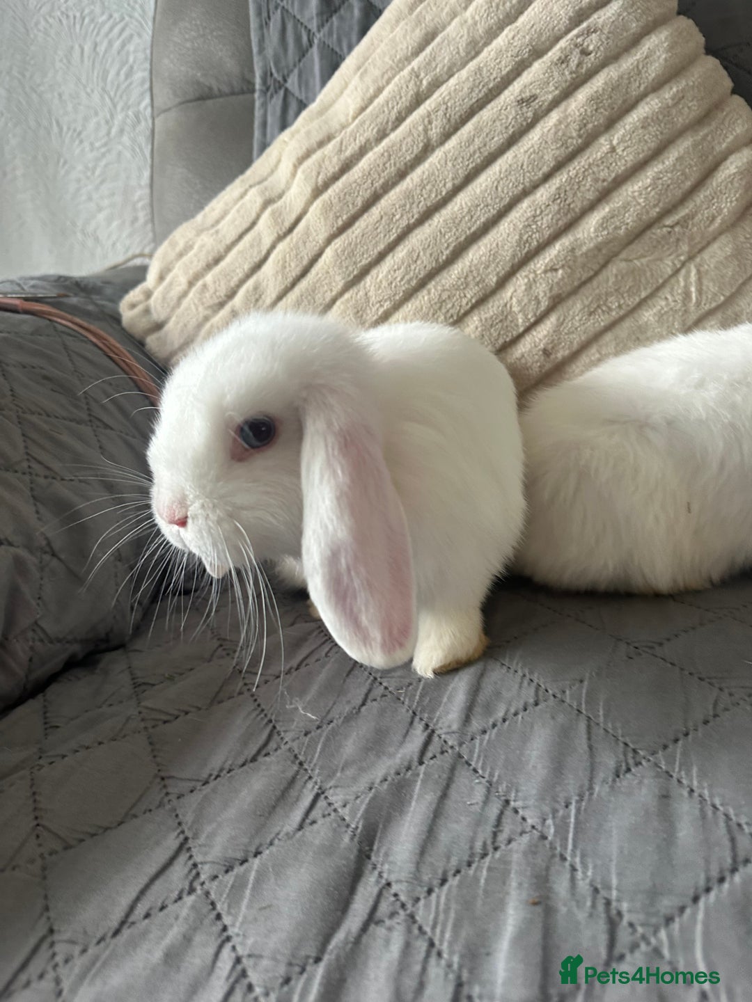 Mini Lop rabbits for sale: BEW Mini Lop Bucks for sale.  - Image 6