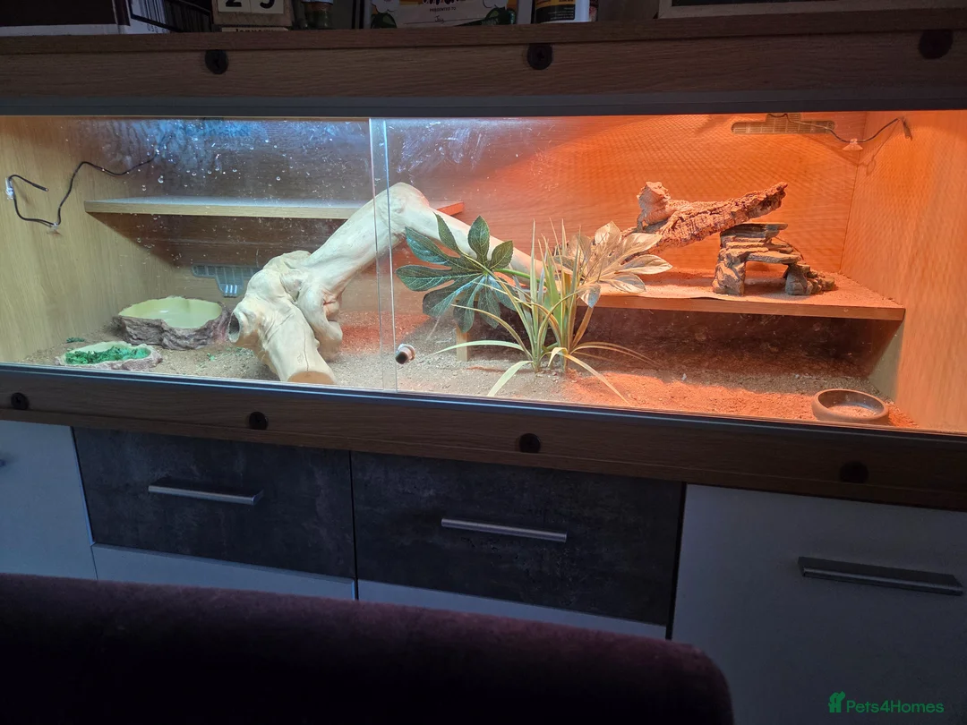 Bearded Dragon reptiles for sale: Bearded dragon and set up in Stockport - Advert 2
