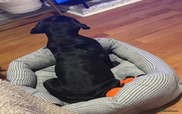 Cane Corso dogs for sale: 🐾‼️💕LAST GIRL💕‼️🐾 - Advert 10