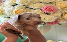 Dachshund dogs for sale: Beautiful litter of minature Isabella Dachshunds - Image 2
