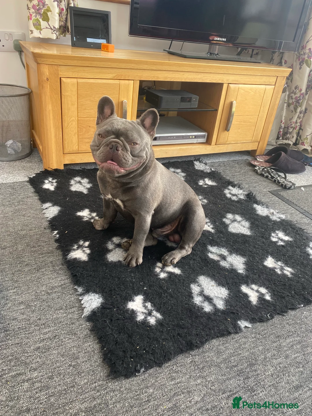 French Bulldog dogs for stud: solid lilac aa french bulldog health tested in Lincoln - Advert 3