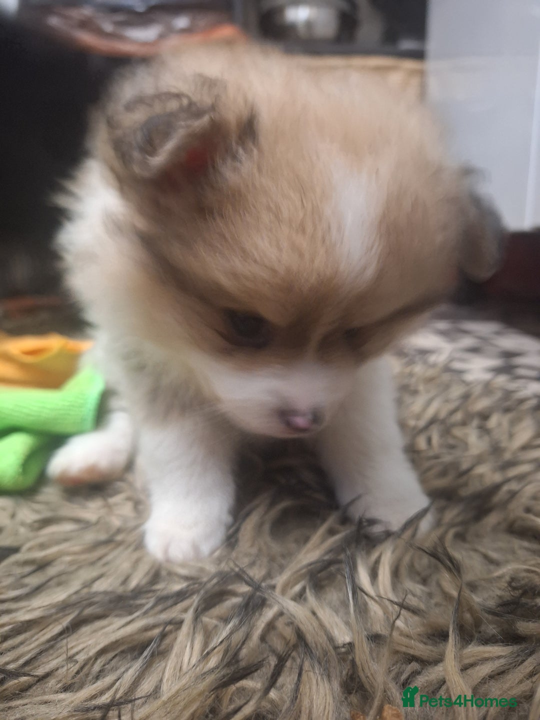 Pomeranian dogs for sale: Little cuties - Advert 5