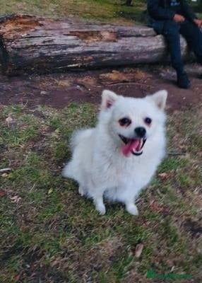 Pomeranian dogs very strong and efficient Pomeranian boy - Advert 3