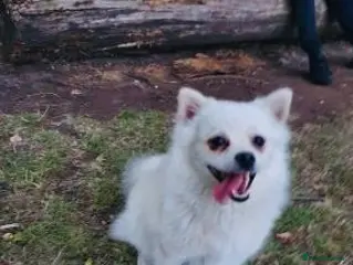 Pomeranian dogs very strong and efficient Pomeranian boy - Advert 3