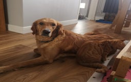 Golden Retriever dogs for sale: 🐾Sweet Golden Retriever Puppies-5 generation KC🐾 - Image 40