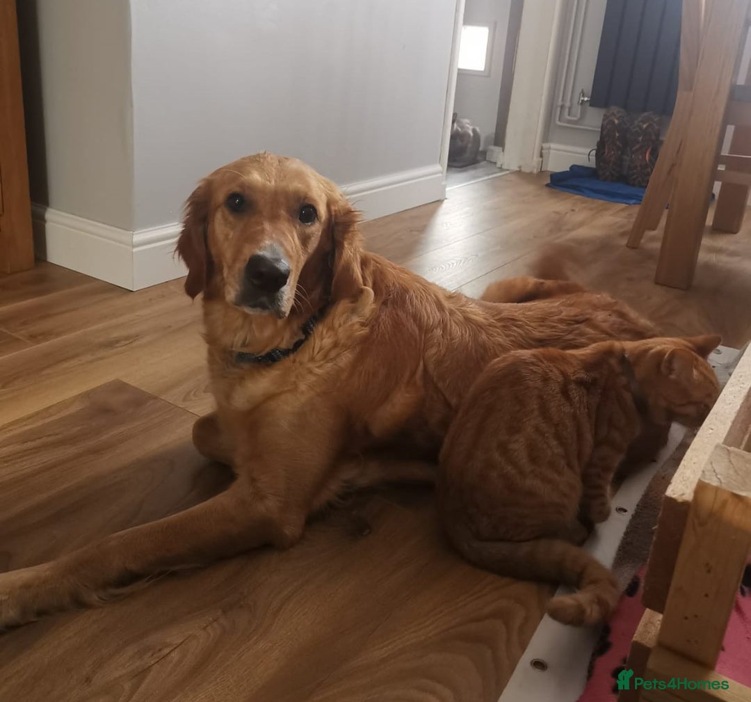 Golden Retriever dogs for sale: 🐾Sweet Golden Retriever Puppies-5 generation KC🐾 - Image 40