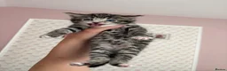 Domestic Shorthair cats for sale: Tabby’s for sale £100 - Advert 8