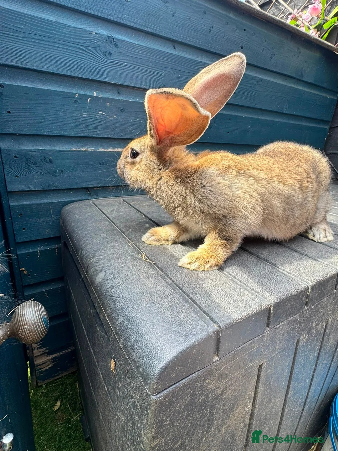 Continental Giant rabbits for sale: German Giant Buck - Advert 2