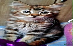 Mixed Breed cats for sale: Lovely Kittens 😻 - Image 2