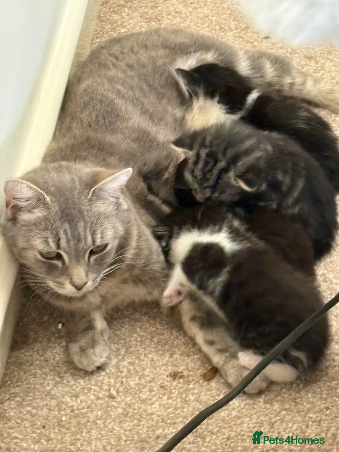 British Shorthair cats for sale: Beautiful British shorthair kittens for sale  - Advert 2