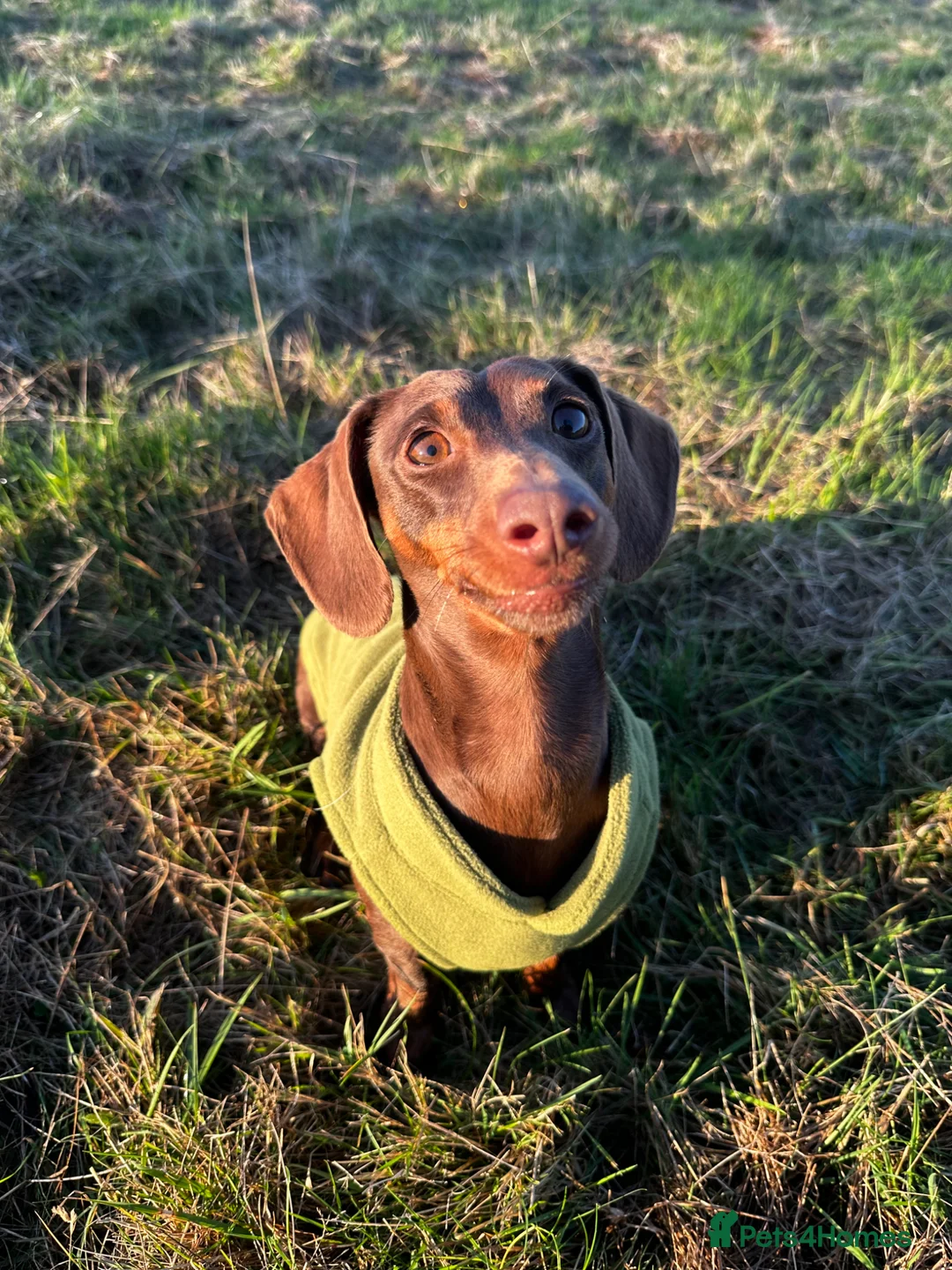 Dachshund dogs for sale: 5 Dachshund Puppies  - Advert 2