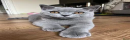 British Shorthair cats for sale: GCCF reg blue boy & lilac girl available 🩵💜 - Advert 16