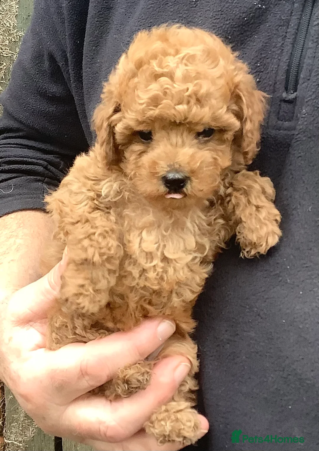 Toy Poodle dogs for sale: Extra Tiny Asian Toy Poodle - Advert 1