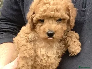 Toy Poodle dogs Extra Tiny Asian Toy Poodle - Advert 7