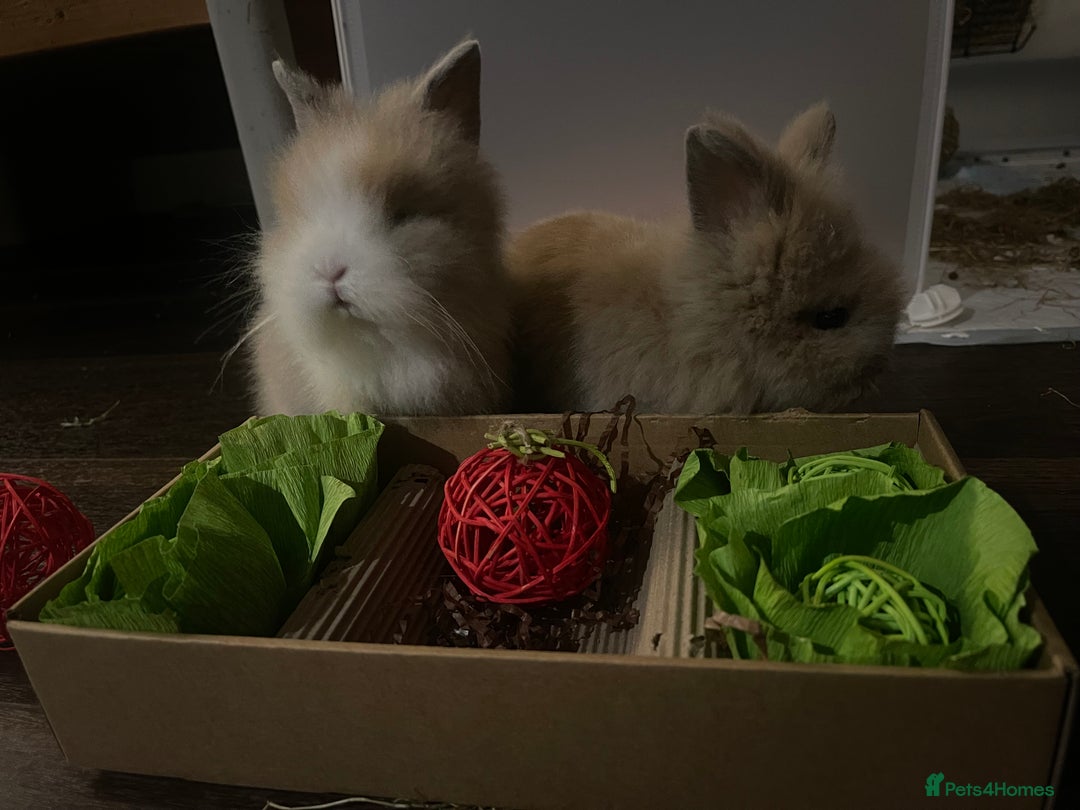 Lionhead rabbits for sale: 2 Female Lionhead Rabbits  - Image 6