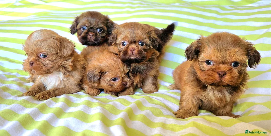Shih Tzu dogs for sale: KC Registered Chocolate Imperial Shih Tzu Puppies - Advert 5