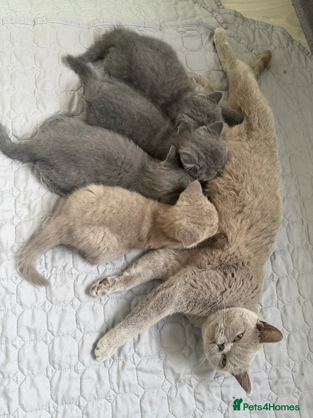 British Shorthair cats for sale: British Shorthair kitten - Advert 2