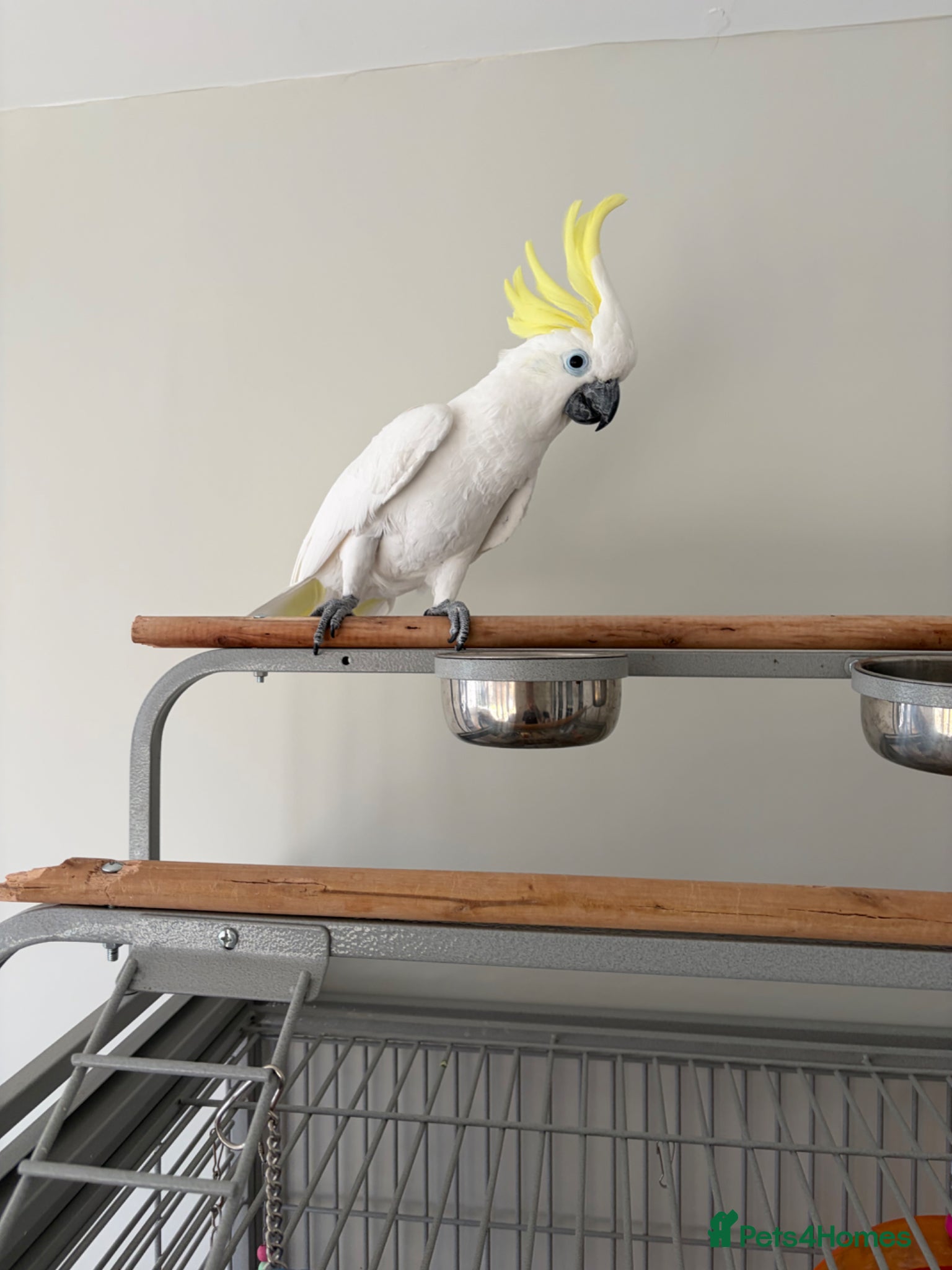 Cockatoo birds Sulphur crested cockatoo  - Advert 15