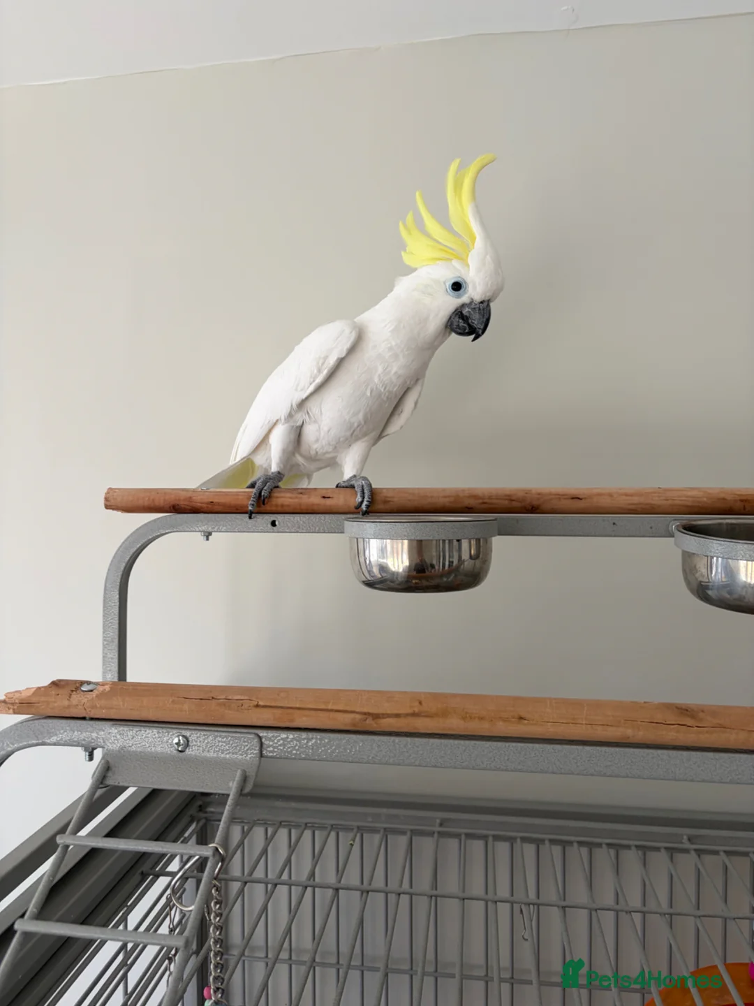 Cockatoo birds for sale: Sulphur crested cockatoo  - Advert 1