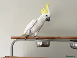 Cockatoo birds Sulphur crested cockatoo - Advert 15