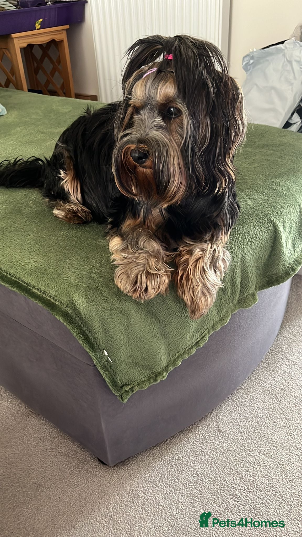 Yorkshire Terrier dogs Pedigree Yorkshire Terrier Puppies-3 Female  - Advert 2