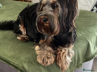 Yorkshire Terrier dogs Pedigree Yorkshire Terrier Puppies-3 Female - Advert 4