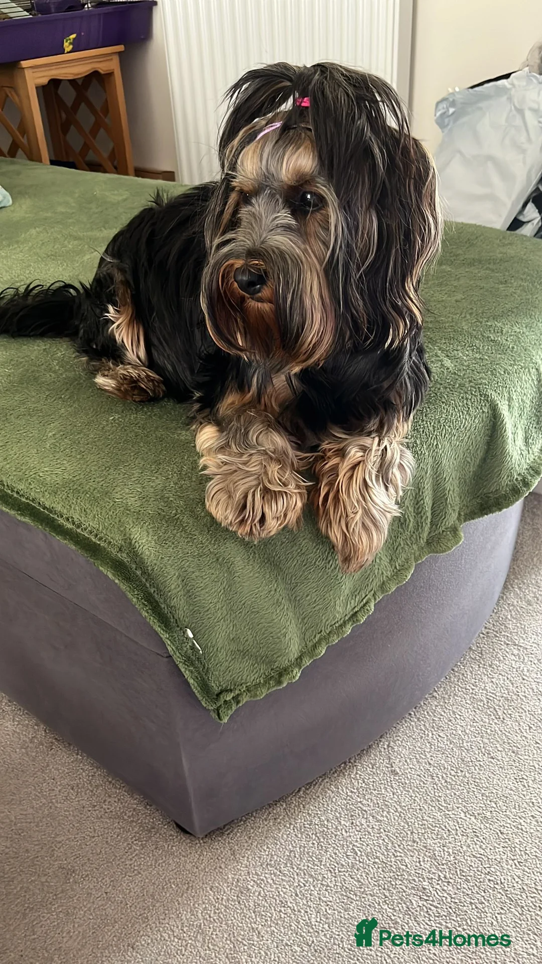 Yorkshire Terrier dogs for sale: Pedigree Yorkshire Terrier Puppies-3 Female  - Advert 1