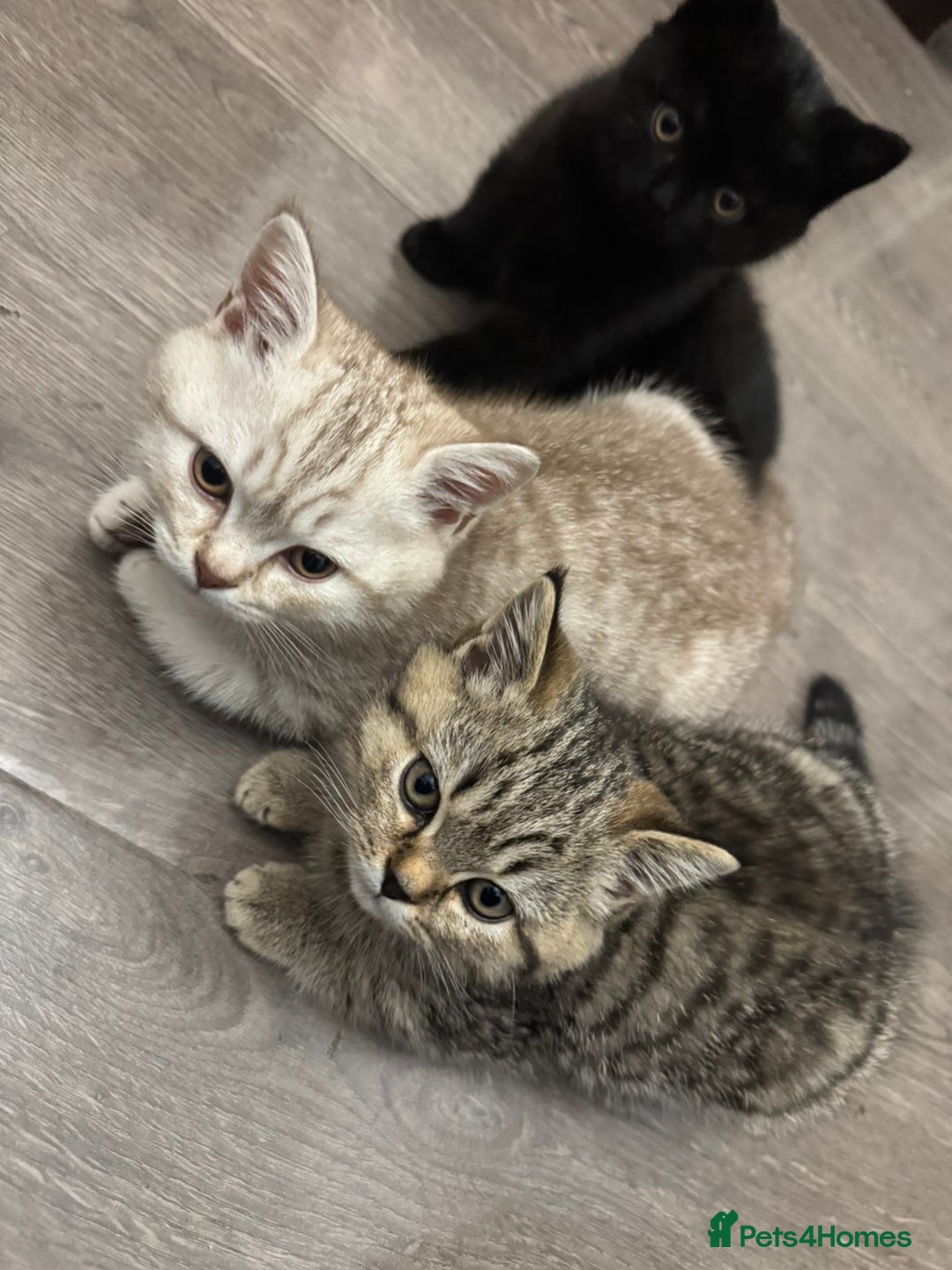 British Shorthair cats for sale: Beautiful BSH Kitten - Nala - Advert 4
