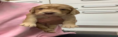 Cocker Spaniel 4