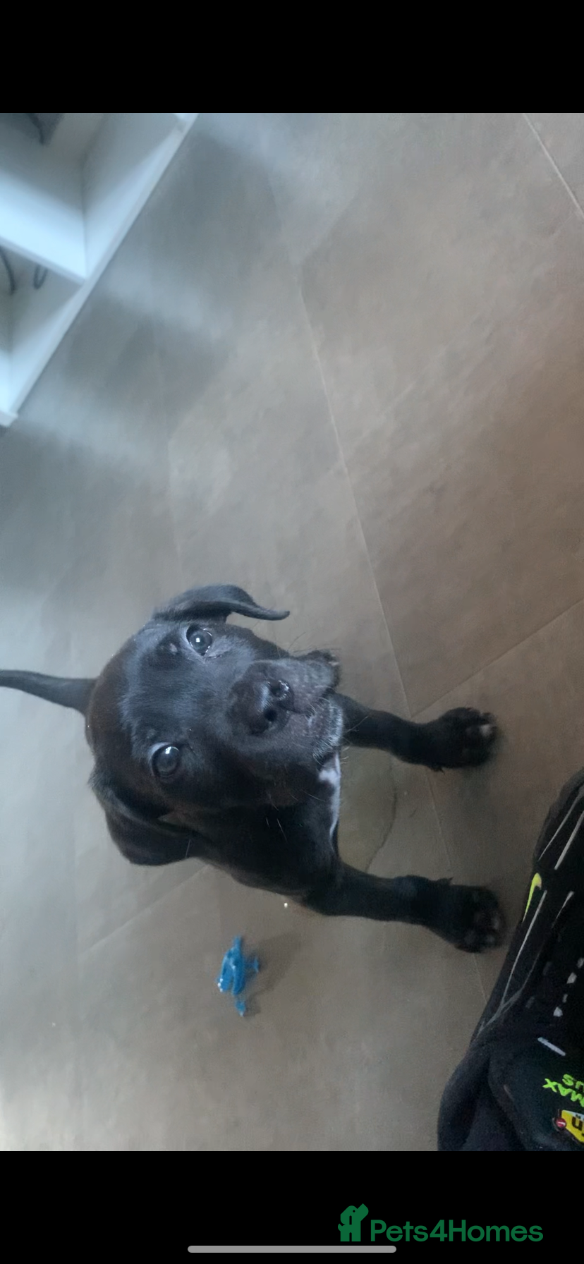 Cane Corso dogs Black brindle Cane Corso puppy  - Advert 1