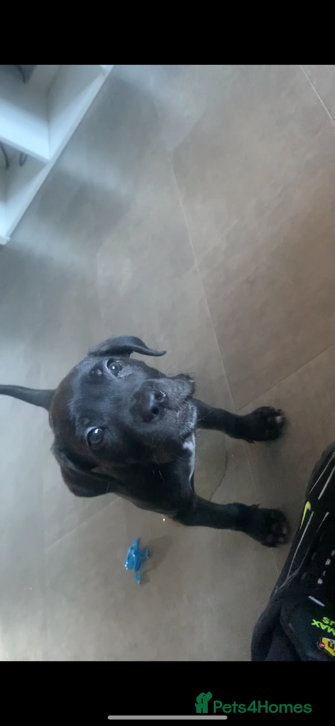 Cane Corso dogs for sale: Black brindle Cane Corso puppy  - Advert 1