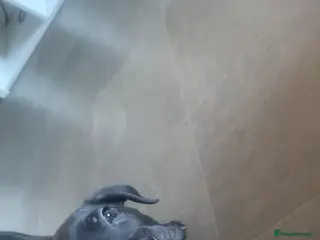 Cane Corso dogs Black brindle Cane Corso puppy - Advert 1