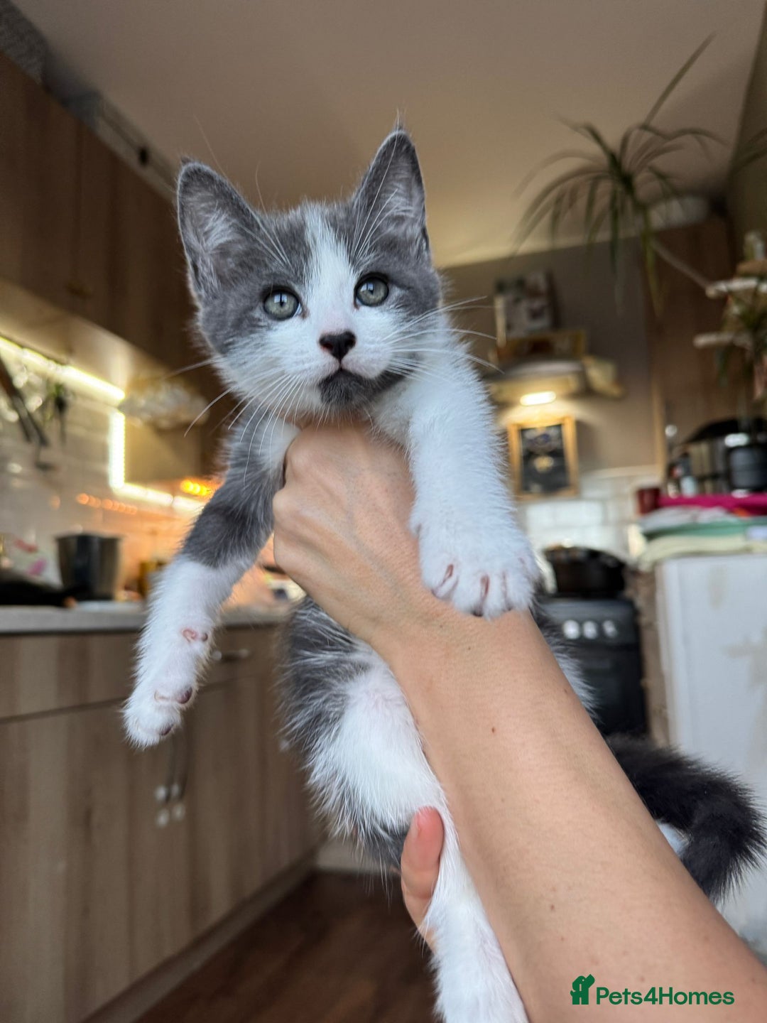 Mixed Breed cats for sale: Young kittens looking for loving homes - Advert 7