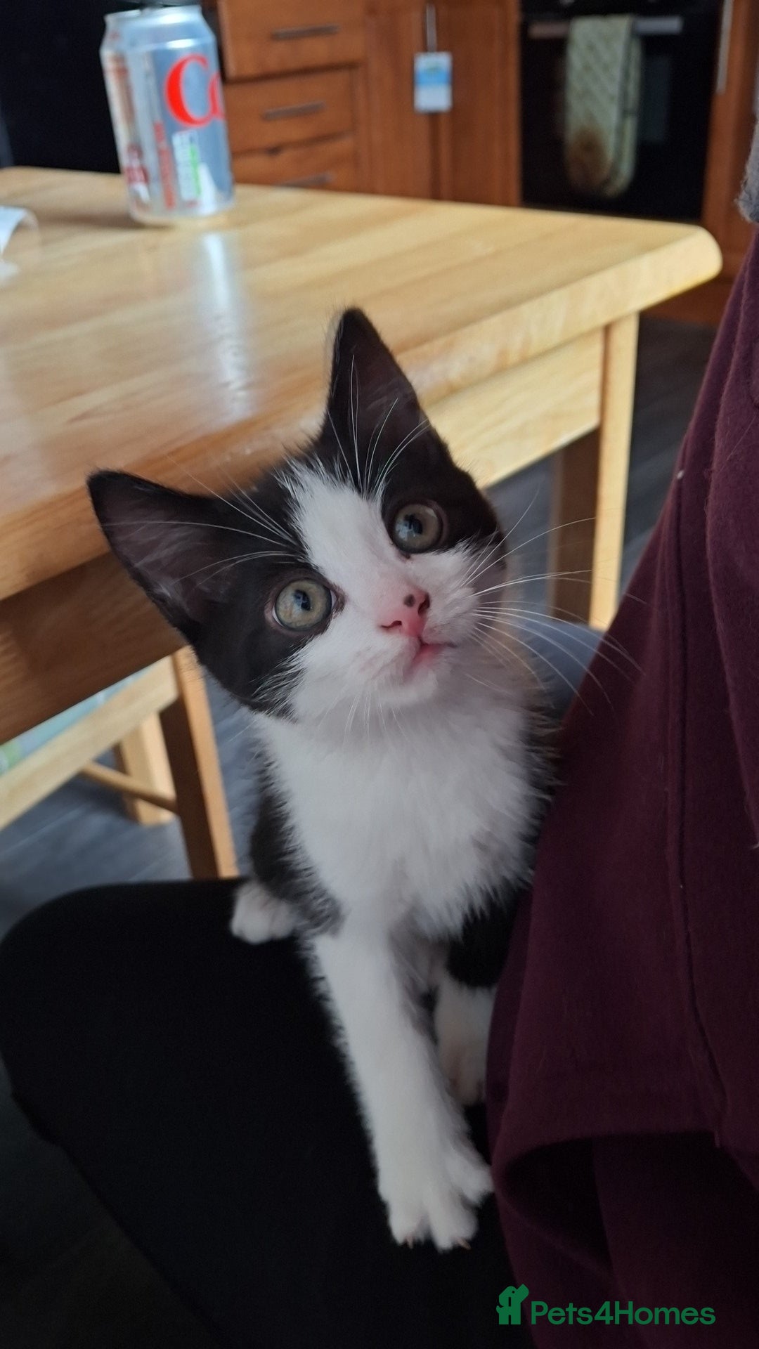 Mixed Breed cats for sale: Coondoll X BSH kittens *last 2* - Image 2