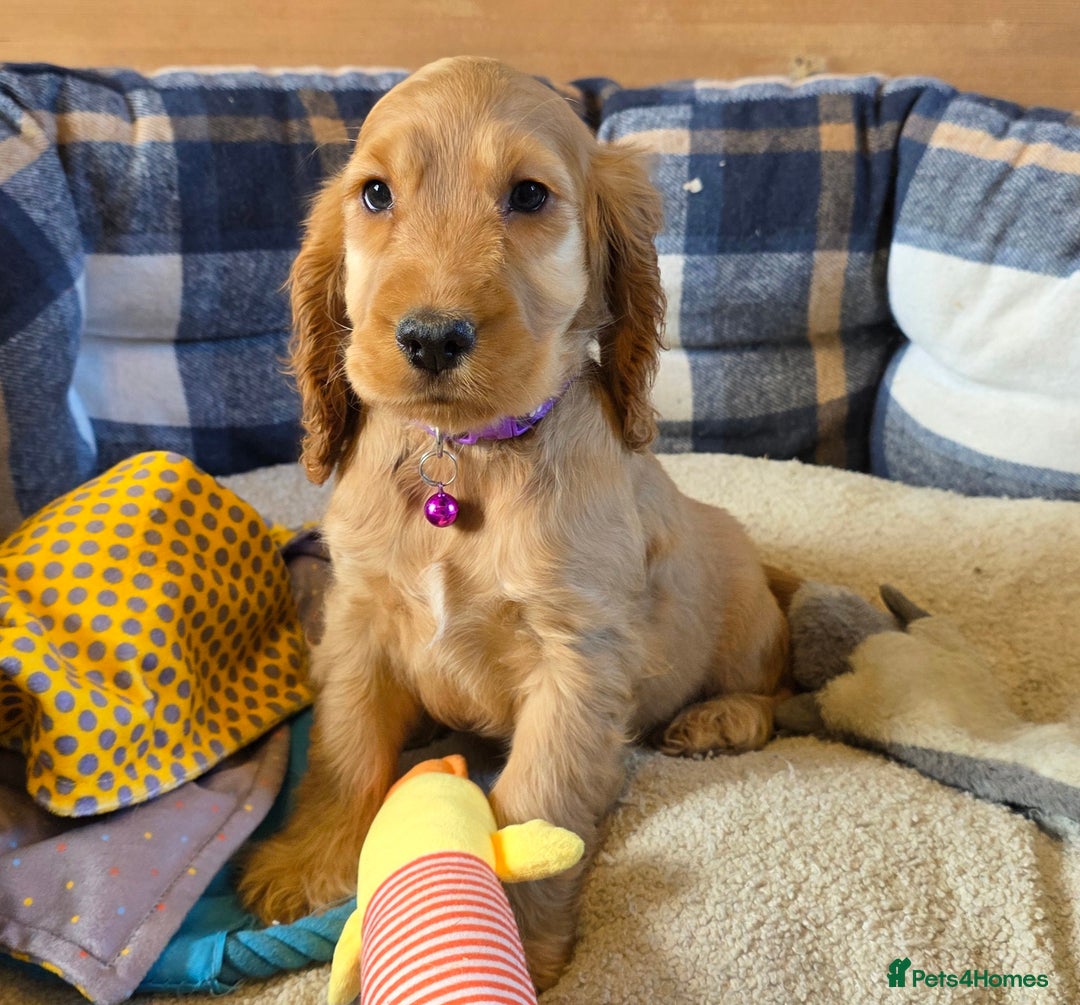 Cocker Spaniel dogs for sale: ⭐️ Show Type Cocker Spaniels ⭐️ - Image 17