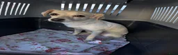 Mixed Breed dogs for adoption: Sweet Luba is looking for her forever after - Advert 4