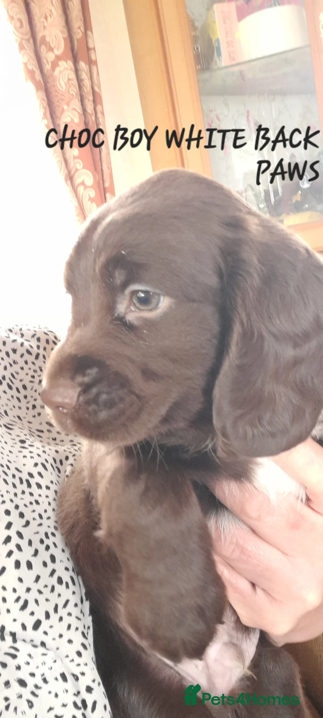 Sprocker dogs for sale: Beautiful F1 Sprocker Puppies  - Advert 14