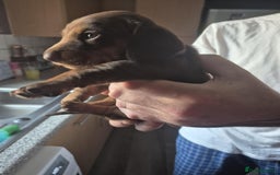 Dachshund dogs for sale: Dachshund puppies  - Image 11
