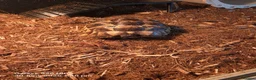 Tortoise reptiles for sale: Spur thighed Greek tortoise in Cwmbran - Advert 3