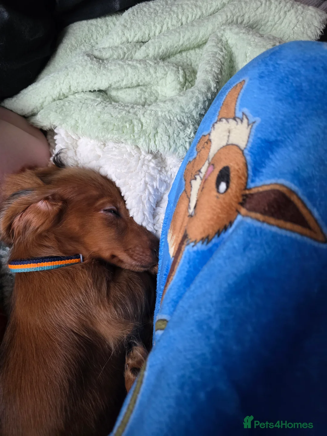 Miniature Dachshund dogs for sale: KC Miniature dauschund puppy - Advert 5